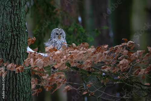 Tawny owl sitting on branch between orange leaves in dark forest photo