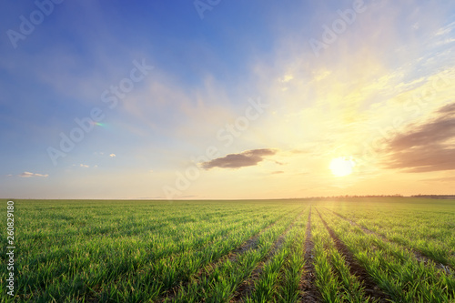 green wheat field / photo by countryside agriculture
