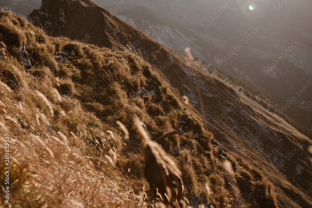 Sonnenaufgang auf dem Berg mit Steinbock. Sonnenaufgang auf dem Berg mit Steinbock.