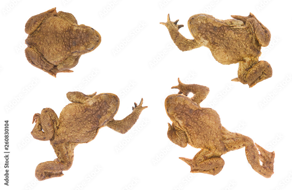 set of frog animals isolated on white
