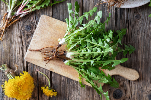 Whole dandelion plants with roots, top view