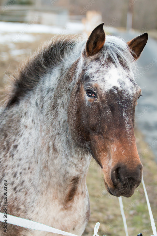 Fototapeta premium Portrait de cheval