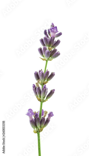 Fragrant fresh lavender flowers branch isolated on white