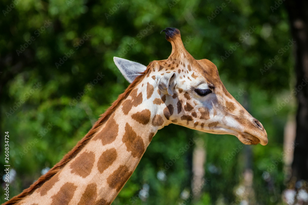 Close up head of Kordofan giraffe or camelopardalis antiquorum Close up head of Kordofan giraffe or camelopardalis antiquorum