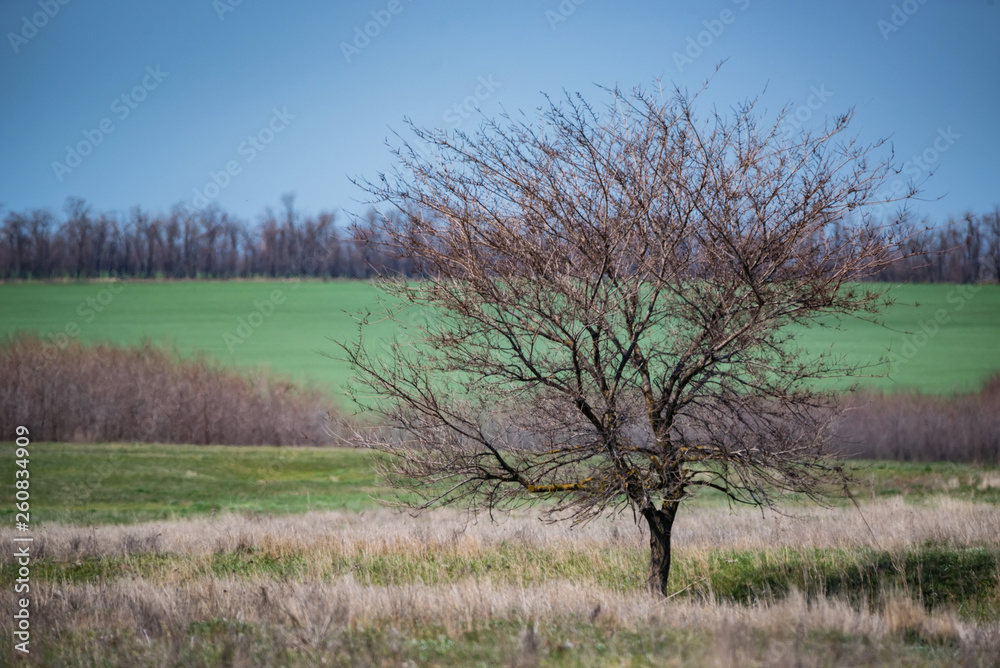 Fototapeta premium Lonely bare tree in spring steppe beautiful landscape