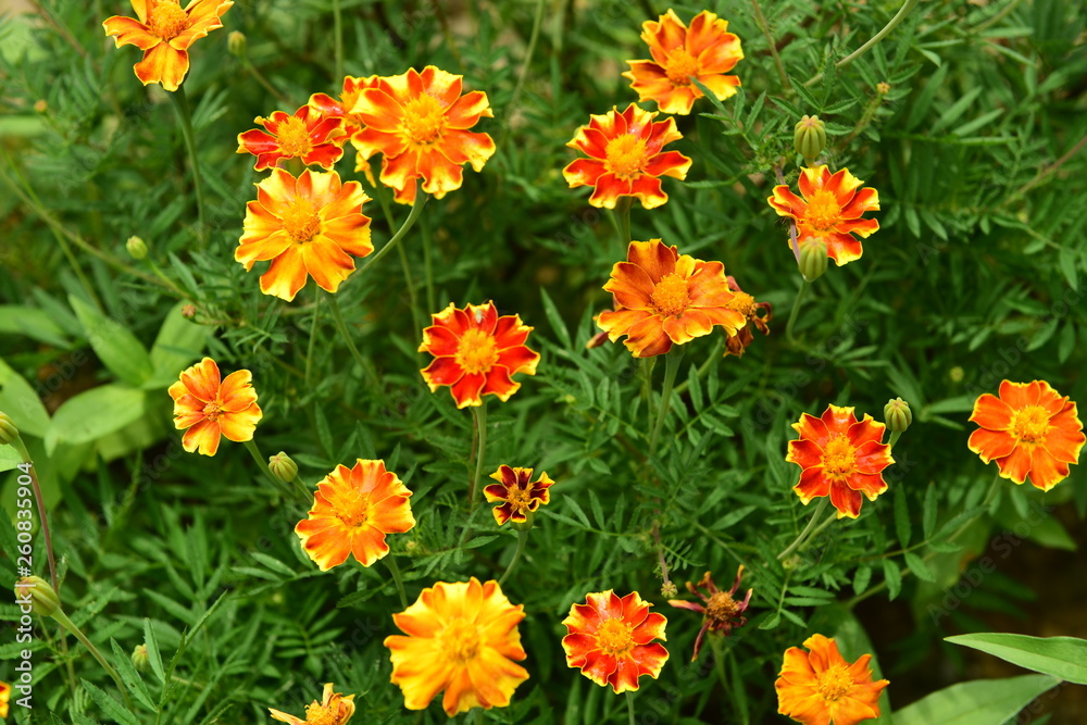 Chinese Tibet Gesang flower Chinese Tibet Gesang flower