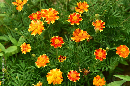 Chinese Tibet Gesang flower © xieshun