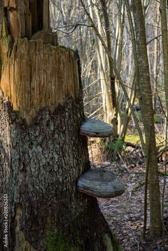 Chaga mushroom grown on a broken tree in the forest.