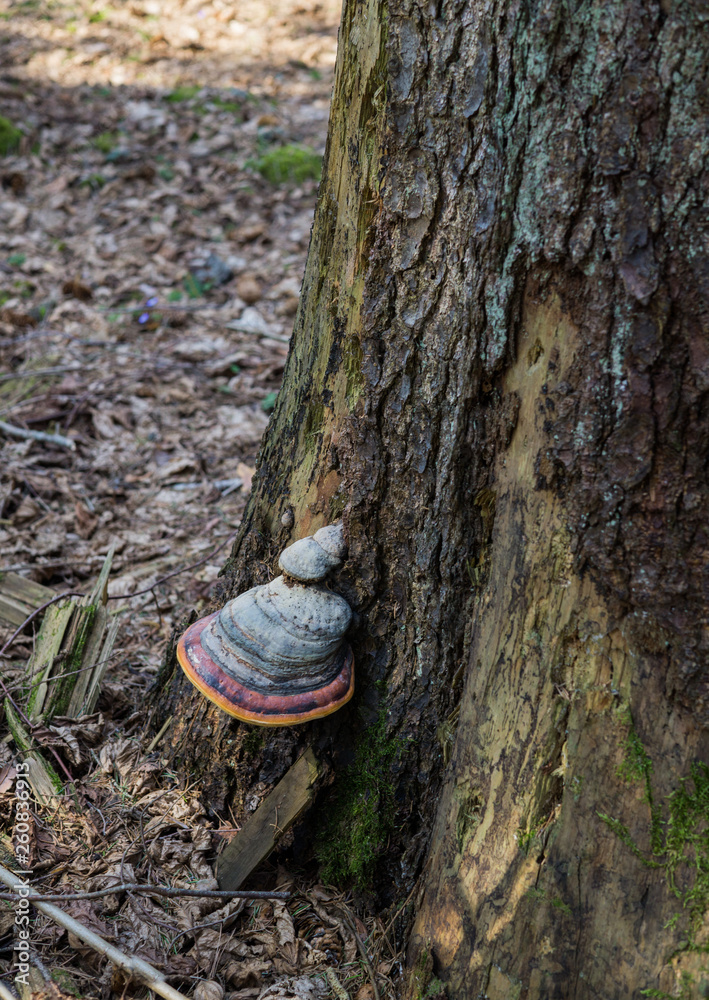 Fototapeta premium Chaga mushroom grown on a broken tree in the forest.