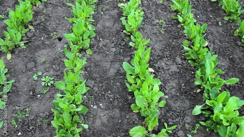 common sorrel, Spinach Dock, Rumex acetosa, growing in garden common sorrel, Spinach Dock, Rumex acetosa, growing in garden