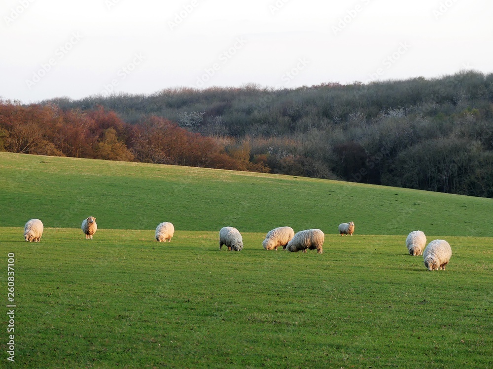 Flock of sheep in field at Bullsland Farm, Chorleywood, Hertfordshire, England, UK Flock of sheep in field at Bullsland Farm, Chorleywood, Hertfordshire, England, UK