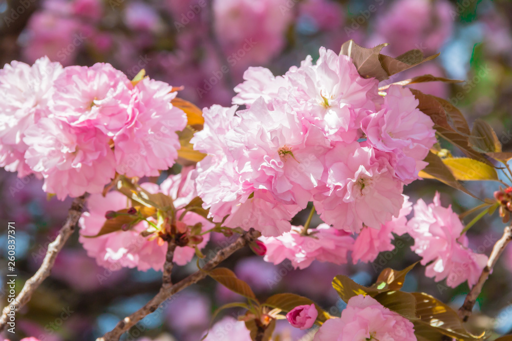 Fototapeta premium Flowering Kwanzan Cherry tree in springtime.