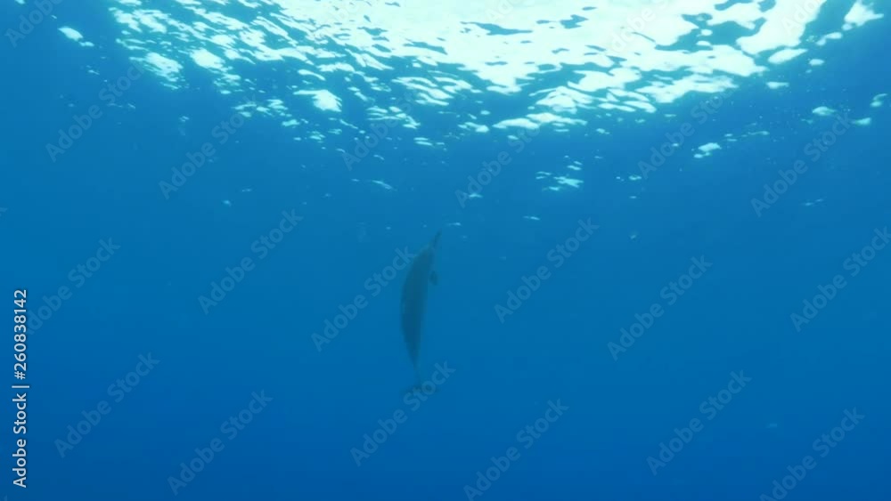 Close Up: Dolphin Swimming and Flipping To Water's Surface in Big Island, Hawaii Close Up: Dolphin Swimming and Flipping To Water's Surface in Big Island, Hawaii
