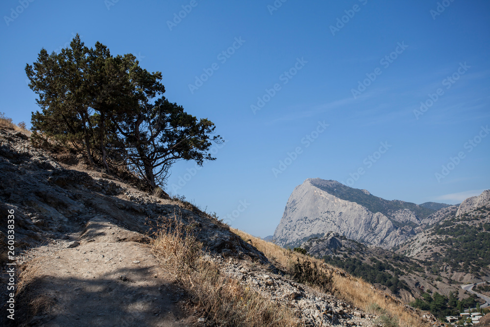 Tree growing on a steep mountainside