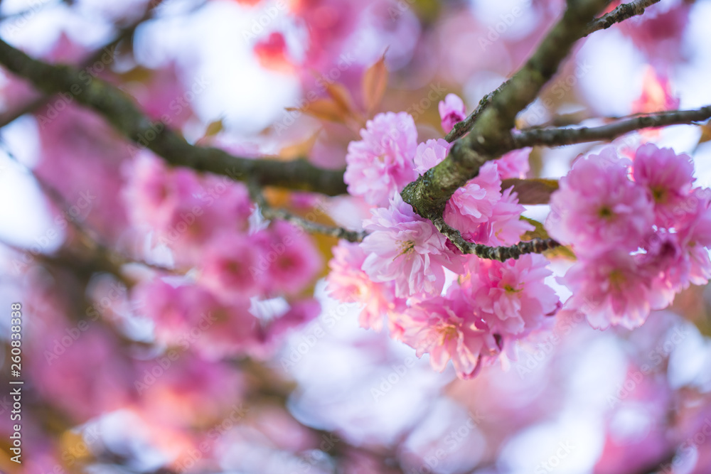 Nahaufnahme von hellrosa Kirschblüten im sonnigen Frühling Nahaufnahme von hellrosa Kirschblüten im sonnigen Frühling