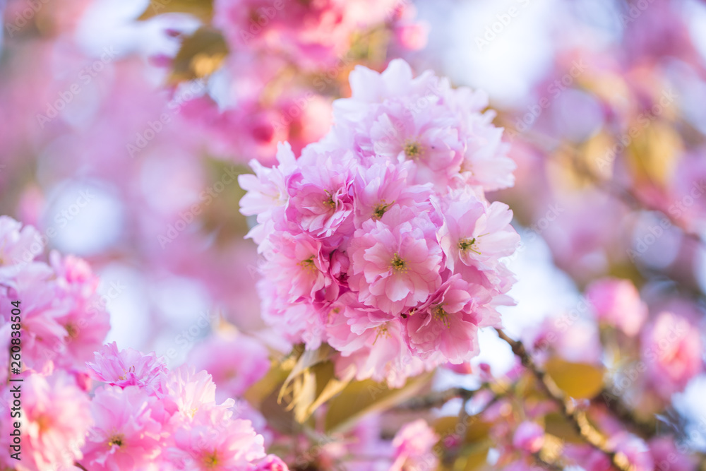 Nahaufnahme von hellrosa Kirschblüten im sonnigen Frühling