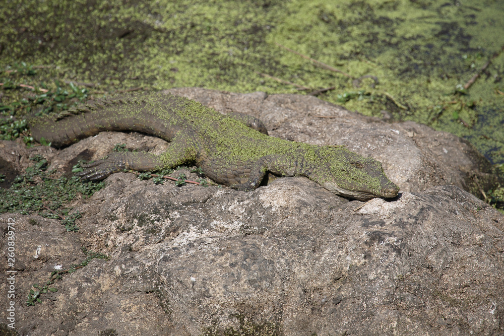 Nilkrokodil / Nile Crocodile / Crocodylus Niloticus Nilkrokodil / Nile Crocodile / Crocodylus Niloticus