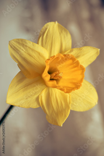 Bright yellow daffodil in the morning light