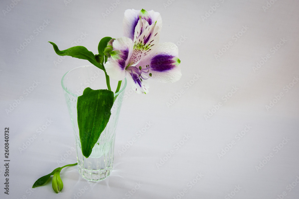 Alstroemeria flower in a vase Alstroemeria flower in a vase