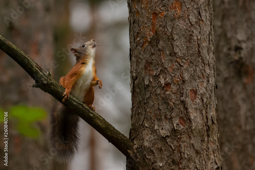 Common red squirrel ready for jump up