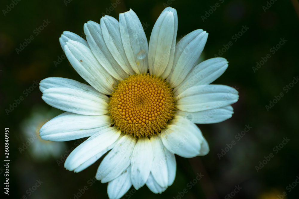 Fototapeta premium daisy
