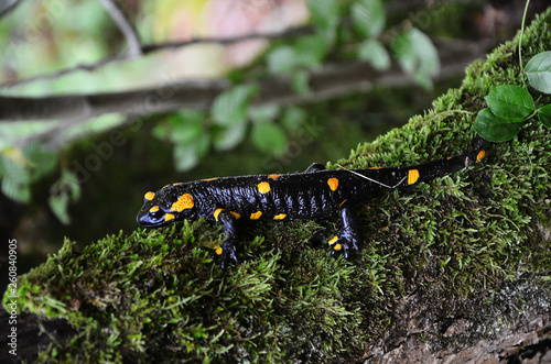 Close up of a Fire Salamander stepping on pebbles, after rain. Black Amphibian with orange spots the most common species of salamanders. Macro from the side.