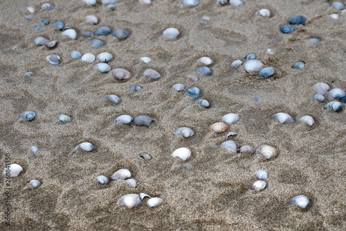 Muscheln am Strand