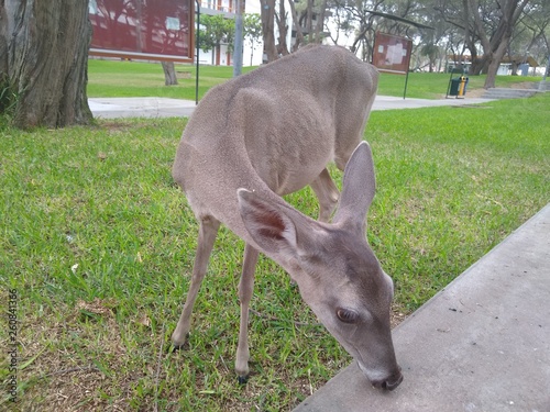 Venado