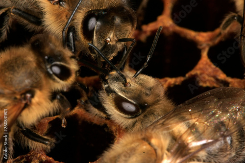 Bienen schluepfen aus der Zelle einer Brutwabe und erhalten von den Pflegebienen ueber den Ruessel Futter gereicht photo