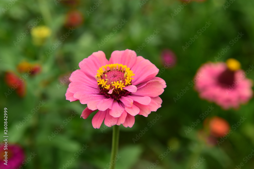 Obraz premium Chinese Tibet Gesang flower