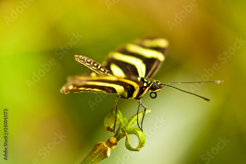 Zebrafalter (Heliconius charithonia) photo