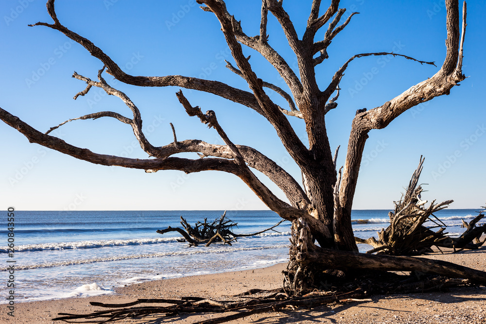 Botany Bay beach, Edisto Island, South Carolina, USA Botany Bay beach, Edisto Island, South Carolina, USA