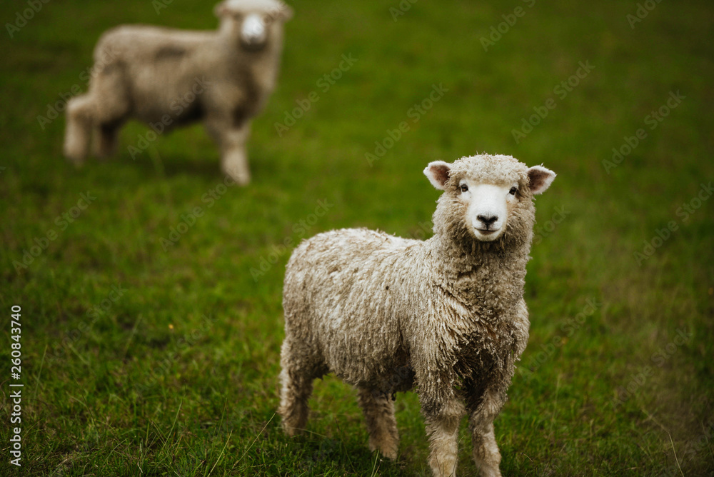 sheep in field sheep in field