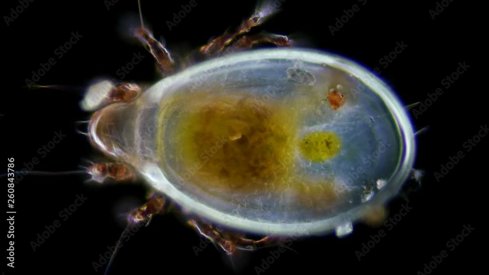 mite (Acari), under the microscope, possibly of the Acaridae family ...