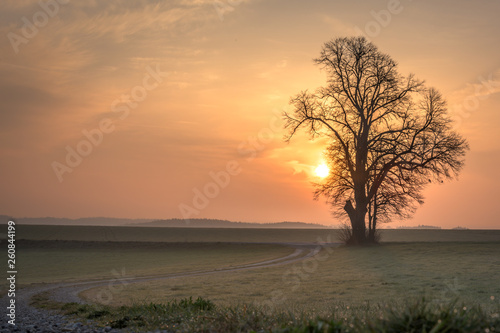  Gravel path leads to a single tree in foggy morning mood in the sunrise