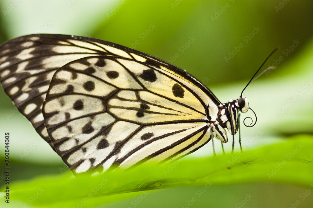 Weisse Baumnymphe (Idea leuconoe) Weisse Baumnymphe (Idea leuconoe)
