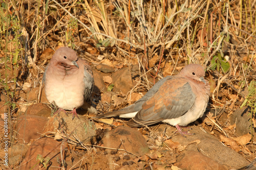 Palmtaube oder Senegaltaube / Laughing dove or Little brown dove / Stigmatopelia senegalensis photo