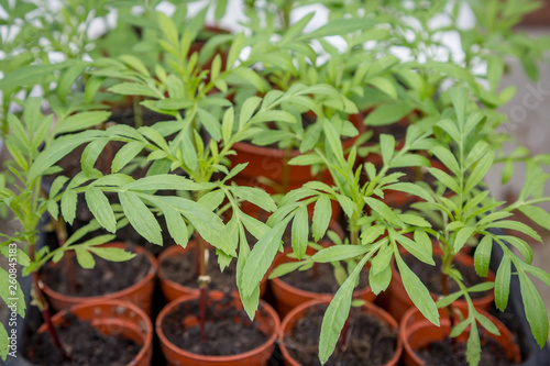 Seedlings in a Greenhouse