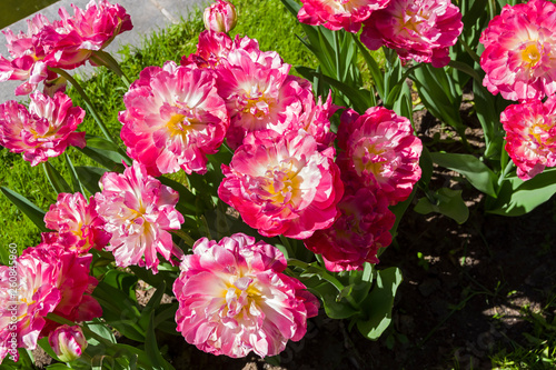 Tulipa of the Double Sugar species