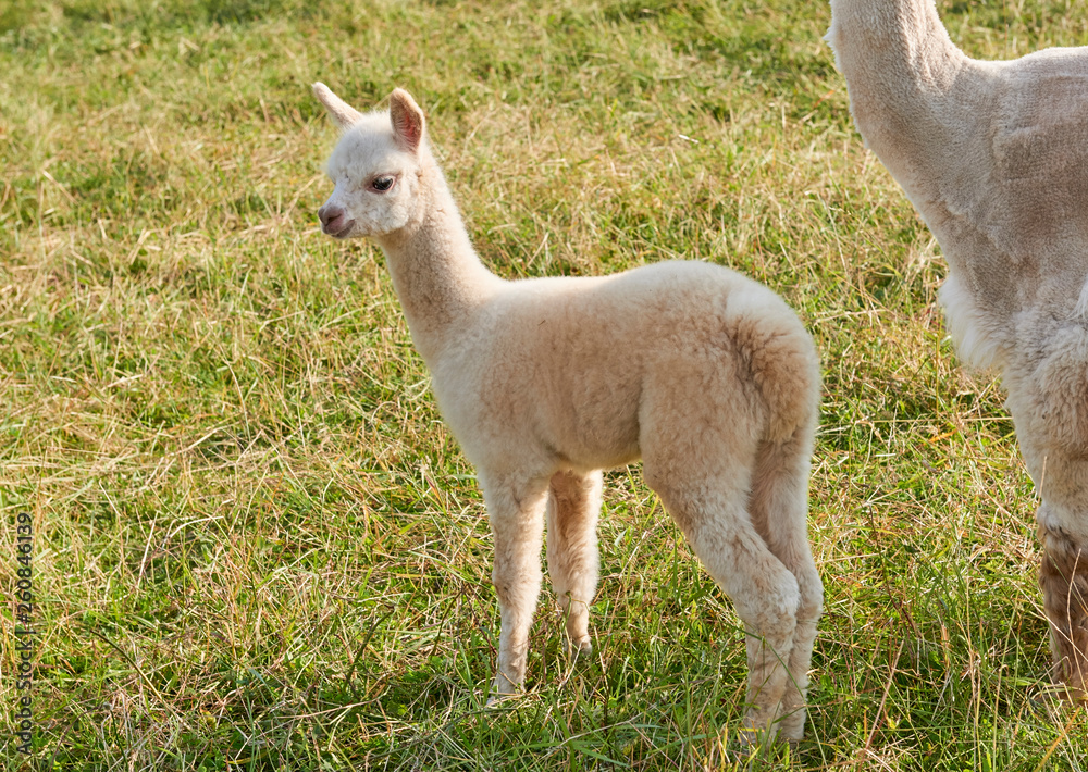 alpaca baby in der natur