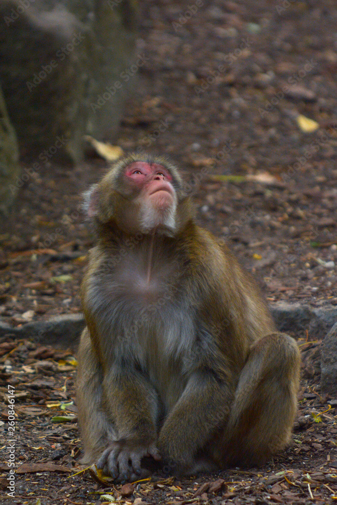 Japanese macaque Primate Snow Monkey looking up