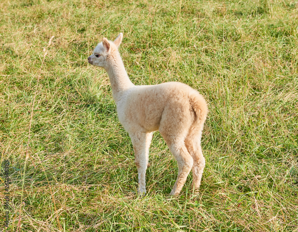 alpaca baby in der natur