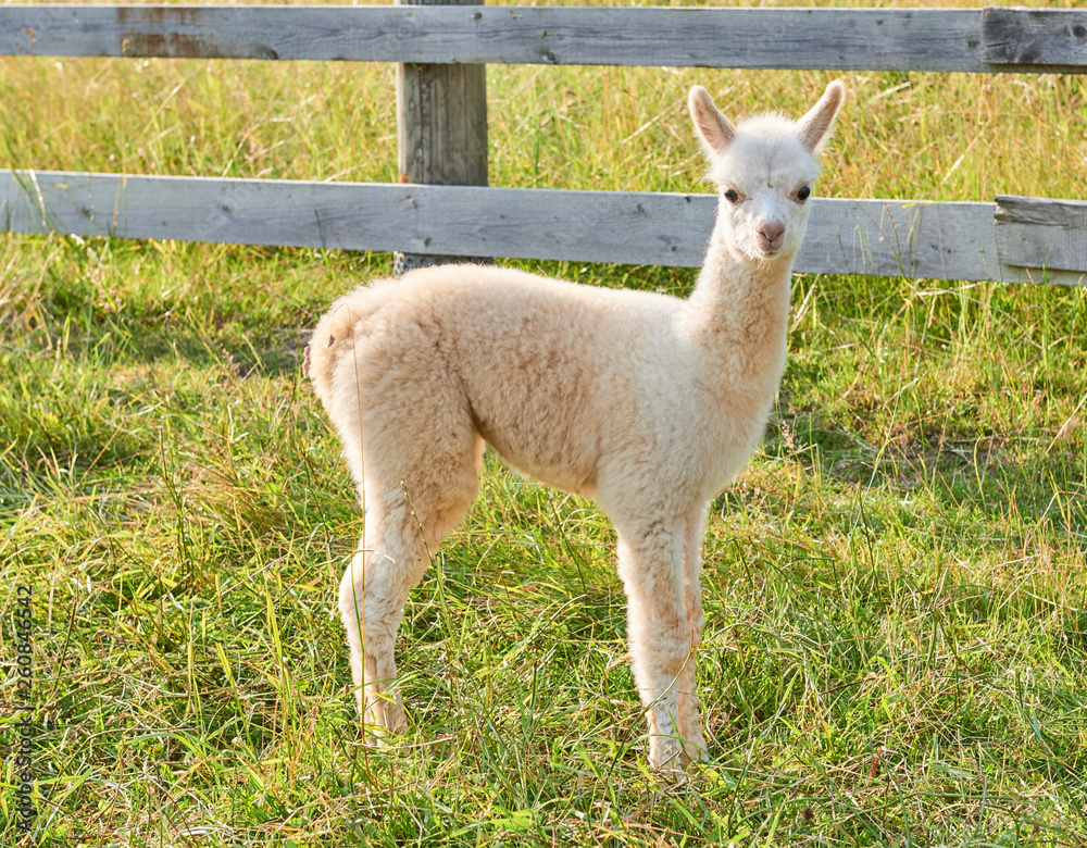 alpaca baby in der natur