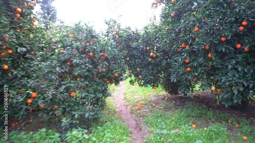 Orange Tree With A Fruit photo