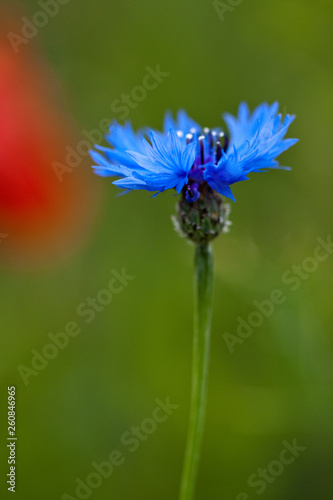 Kornblume (Centaurea cyanus) photo