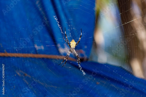 spider on a web