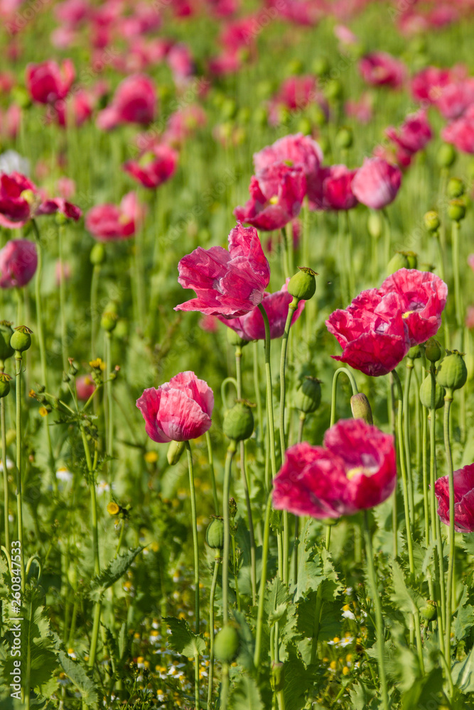 Schlafmohn (Papaver somniferum) Schlafmohn (Papaver somniferum)