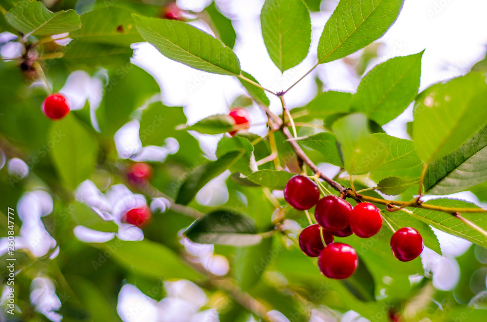 juicy ripe berries in the garden on a branch with leaves