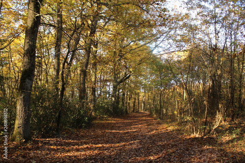 Forêt D'Anjou