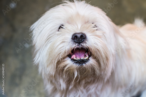 Dog growls into the camera. Maltese is angry and shows fangs. © Peruphotoart